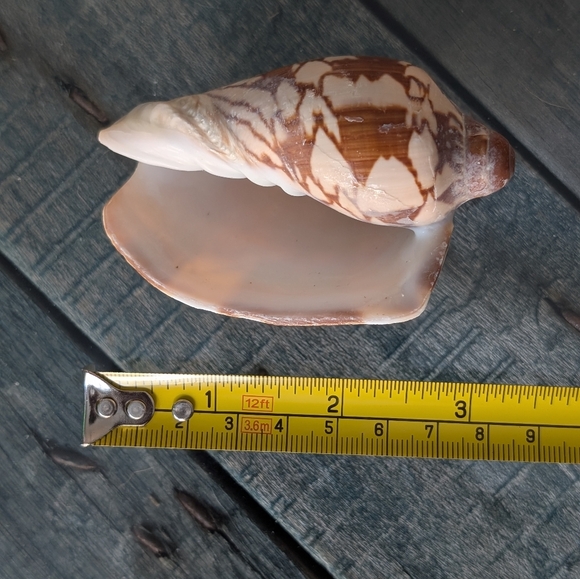 Noble Volute Seashell on Wooden Stand - Picture 3 of 4